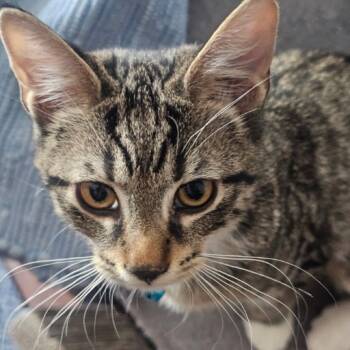 Rescue Domestic Short Hair Cats for Adoption in Merrifield, Virginia - Atlanta Cozza | PetCurious