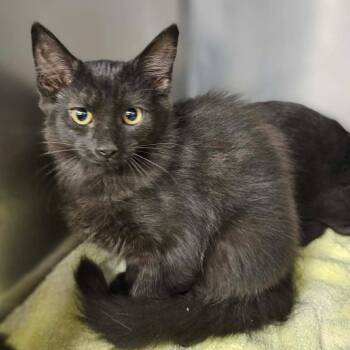 Dahlia -  Domestic Medium Hair Cat for Adoption in Martinsville, Virginia - Dahlia | PetCurious