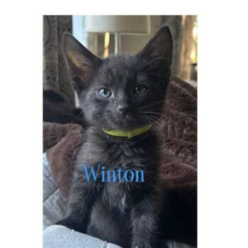 WINTON -  Domestic Medium Hair Cat for Adoption in Auburn, California - WINTON | PetCurious