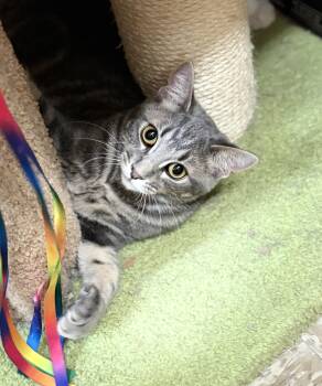 Rescue Tabby Cats for Adoption in Scottsdale, Arizona - Lexus | PetCurious
