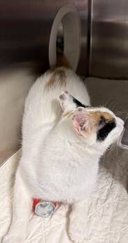 Domestic Short Hair Cats Available for Adoption in Dalzell, Illinois - Morgan | PetCurious