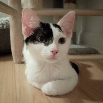 Rescue Domestic Short Hair Cats for Adoption in Durham, North Carolina - Buttermilk | PetCurious