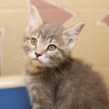 Korma -  Domestic Short Hair Cat for Adoption in Evansville, Indiana - Korma | PetCurious