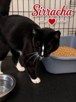 Sirracha -  Domestic Short Hair Cat for Adoption in Dalton, Georgia - Sirracha | PetCurious