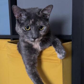 Elphie (Urgent foster or adopter needed) -  American Shorthair Cat for Adoption in New York, New York - Elphie (Urgent Foster Or Adopter Needed) | PetCurious