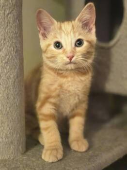 Jazel -  Domestic Short Hair Cat for Adoption in Walled Lake, Michigan - Jazel | PetCurious