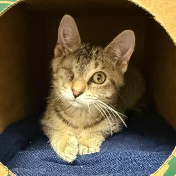 Tabisha -  Domestic Short Hair Cat for Adoption in Fairport, New York - Tabisha | PetCurious