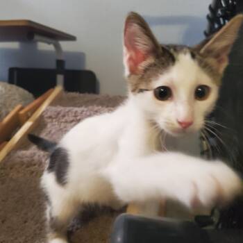 Rescue Domestic Medium Hair Cats for Adoption in San Antonio, Texas - Clark Kent | PetCurious