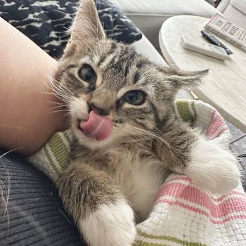 Rescue Domestic Short Hair Cats for Adoption - Sweater Vest | PetCurious