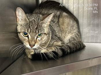 Domestic Short Hair Cats Available for Adoption in Ocala, Florida - BABBS | PetCurious