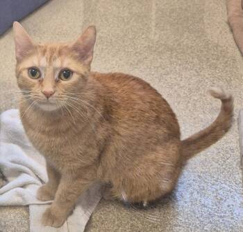 Domestic Short Hair Cats Available for Adoption in South Bend, Indiana - Molly | PetCurious