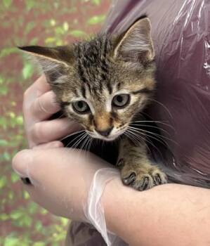Domestic Short Hair Cats Available for Adoption in San Antonio, Texas - NUTELLA | PetCurious