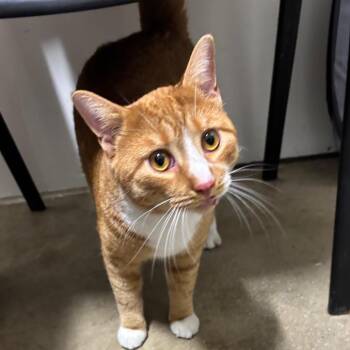 Jalapeno Business -  Domestic Short Hair Cat for Adoption in York, Pennsylvania - Jalapeno Business | PetCurious