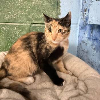 Jenny -  Domestic Short Hair Cat for Adoption in Laredo, Texas - Jenny | PetCurious