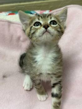 Rescue Tabby Cats for Adoption in Parlier, California - Sparky | PetCurious