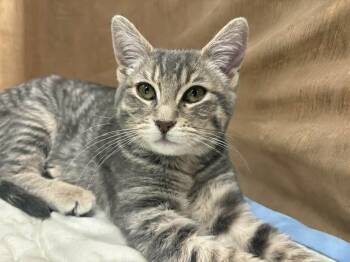 Domestic Short Hair Cats Available for Adoption - Gypsy | PetCurious