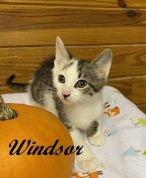 Windsor - sweet little boy who loves to snuggle in your arms -  Tabby Cat for Adoption in Southern Pines, North Carolina - Windsor - Sweet Little Boy Who Loves To Snuggle In Your Arms | PetCurious