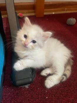 Egg -  Siamese Cat for Adoption in Johnson City, Tennessee - Egg | PetCurious
