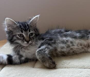 Balinese Cats Available for Adoption - HUXLEY | PetCurious