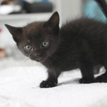 Dahlia -  Domestic Medium Hair Cat for Adoption in Chapel Hill, North Carolina - Dahlia | PetCurious