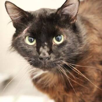 26-01169 -  Domestic Long Hair Cat for Adoption in Fredericksburg, Virginia - 26-01169 | PetCurious