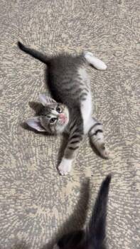 Tabitha -  Domestic Short Hair Cat for Adoption in Bossier City, Louisiana - Tabitha | PetCurious