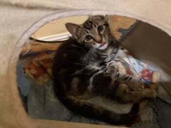 Oslo -  Domestic Short Hair and Tabby Cat for Adoption in Dallas, Texas - Oslo | PetCurious