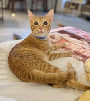 Rescue Tabby Cats for Adoption in Tavares, Florida - Little Bitt | PetCurious