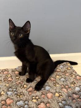 Jacob -  Bombay and Domestic Short Hair Cat for Adoption in Georgetown, Kentucky - Jacob | PetCurious
