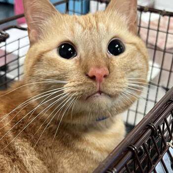 Orangee -  Domestic Short Hair Cat for Adoption in Chicago, Illinois - Orangee | PetCurious