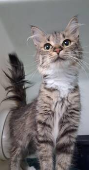 Muffin #3 -  Domestic Medium Hair and Tabby Cat for Adoption in Westfield, Wisconsin - Muffin #3 | PetCurious
