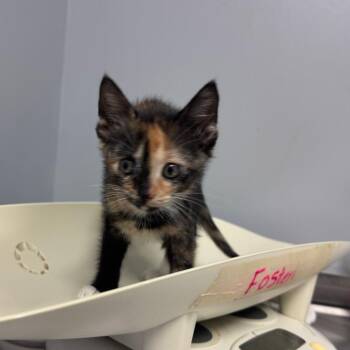 Domestic Short Hair Cats Available for Adoption in Columbus, Georgia - Miss Callie 8327 | PetCurious