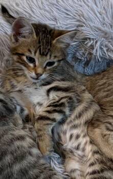 Boba -  Domestic Short Hair Cat for Adoption in Lincoln, Nebraska - Boba | PetCurious