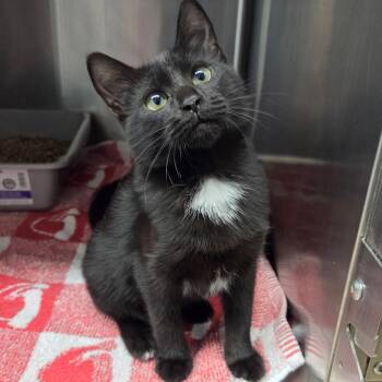 Ramona -  Domestic Short Hair Cat for Adoption in Warwick, Rhode Island - Ramona | PetCurious