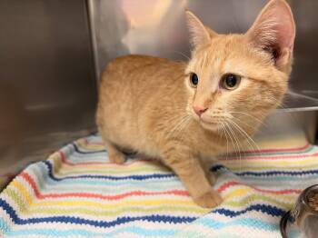 Domestic Short Hair Cats Available for Adoption in Saint Charles, Missouri - Parrots Beak | PetCurious