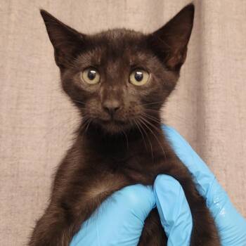 Domestic Short Hair Cats Available for Adoption in Hattiesburg, Mississippi - Kitty Pop | PetCurious