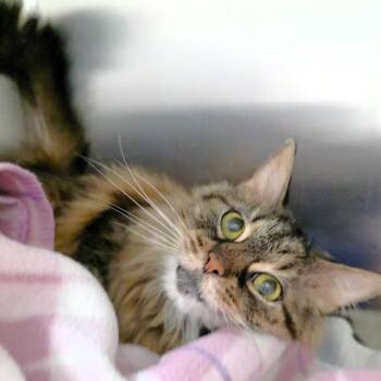 Domestic Medium Hair Cats Available for Adoption in Michigan City, Indiana - Sephora | PetCurious