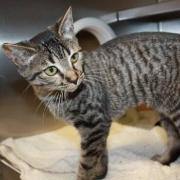 Kirin -  Domestic Short Hair Cat for Adoption in Richmond, Virginia - Kirin | PetCurious