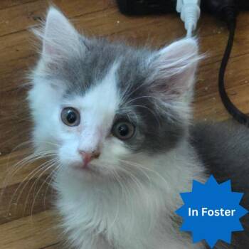 NOAH -  Domestic Long Hair Cat for Adoption in Indianapolis, Indiana - NOAH | PetCurious
