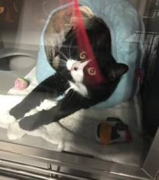 Beef Wellington -  Tuxedo Cat for Adoption in Phoenix, Arizona - Beef Wellington | PetCurious
