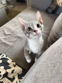 Mr. Blueberry Muffin -  Domestic Short Hair Cat for Adoption in Honolulu, Hawaii - Mr. Blueberry Muffin | PetCurious