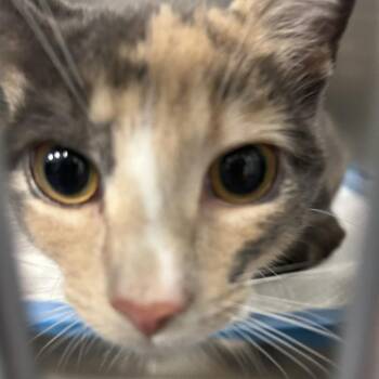 Cookie -  American Shorthair Cat for Adoption in Greensboro, North Carolina - Cookie | PetCurious