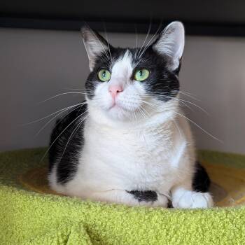 Rescue Domestic Short Hair Cats for Adoption in Tucker, Georgia - Channel (Talks Back, Cuddles Hard) | PetCurious