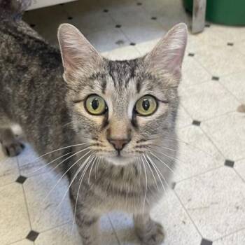 Domestic Short Hair Cats Available for Adoption in Flagstaff, Arizona - Marmalade  | PetCurious