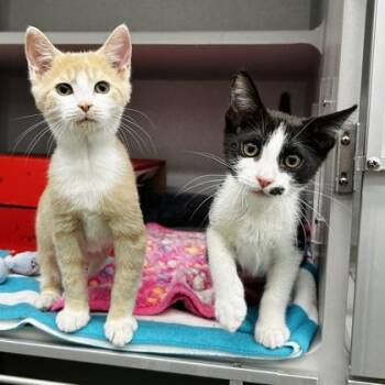 Bean -  Domestic Short Hair Cat for Adoption in Atlanta, Georgia - Bean | PetCurious