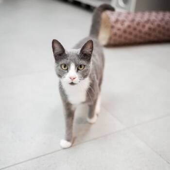 Purrsephone -  Domestic Short Hair Cat for Adoption in Atlanta, Georgia - Purrsephone | PetCurious