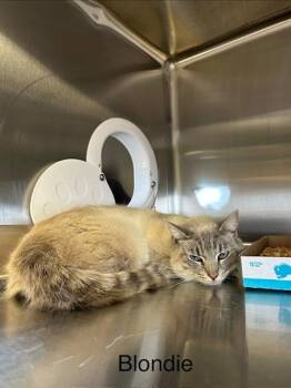 Domestic Short Hair Cats Available for Adoption - Blondie | PetCurious