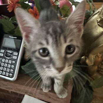 Stars & Stripes -  Domestic Short Hair Cat for Adoption in Syracuse, New York - Stars & Stripes | PetCurious
