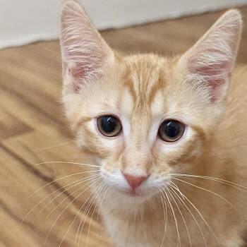 Jiminy -  Domestic Short Hair Cat for Adoption in Denison, Texas - Jiminy | PetCurious