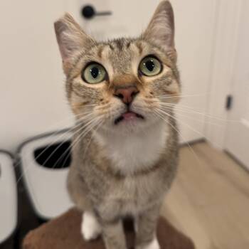 Rescue Domestic Short Hair Cats for Adoption in Los Angeles, California - Tabigail Adams | PetCurious